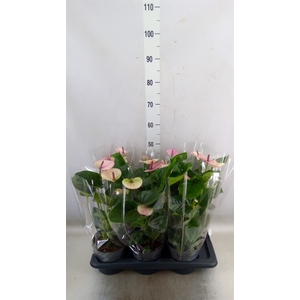Anthurium andr. 'Laguna'