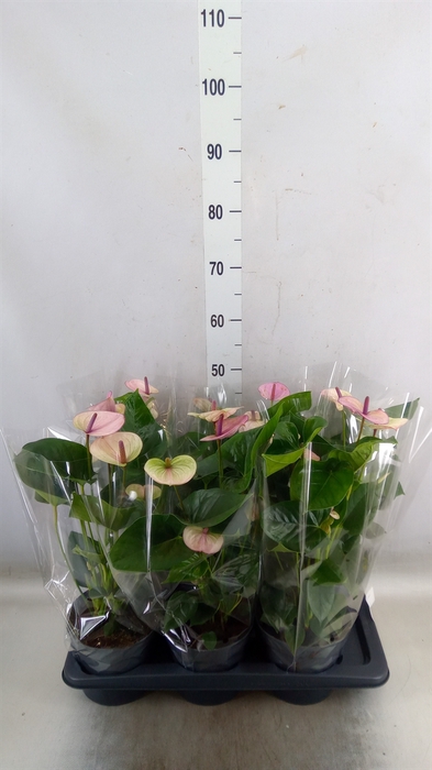 <h4>Anthurium andr. 'Laguna'</h4>
