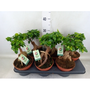 Ficus microcarpa 'Ginseng'