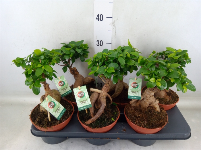 <h4>Ficus microcarpa 'Ginseng'</h4>