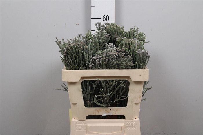 <h4>Kaaps Brunia Laevis</h4>