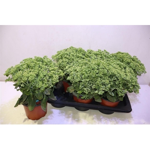 Sedum Herbstfreude