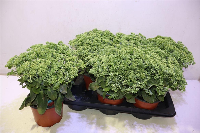 <h4>Sedum Herbstfreude</h4>