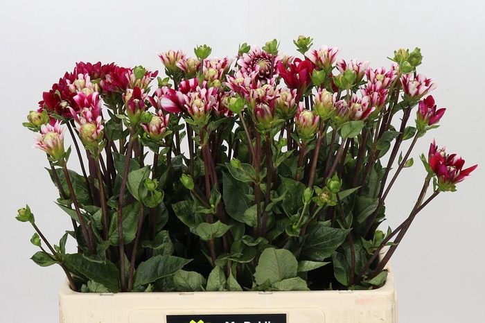 <h4>Dahlia Fiorentina</h4>