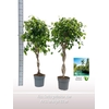Ficus Exotica