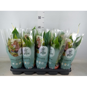 Spathiphyllum  'Torelli'