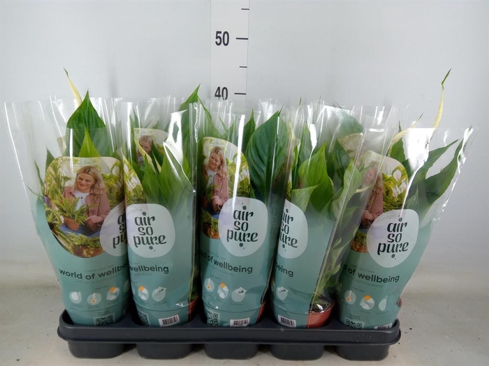 <h4>Spathiphyllum  'Torelli'</h4>