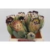 Protea Barbigera Snow Princess