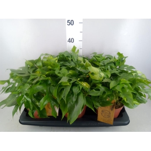 Rhaphidophora tetrasperma