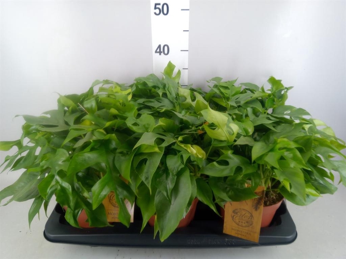 <h4>Rhaphidophora tetrasperma</h4>