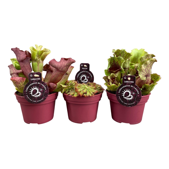 <h4>Vleesetende planten mix</h4>