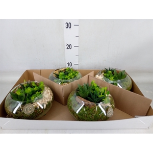 Arr.   Kamerplant Groen L%