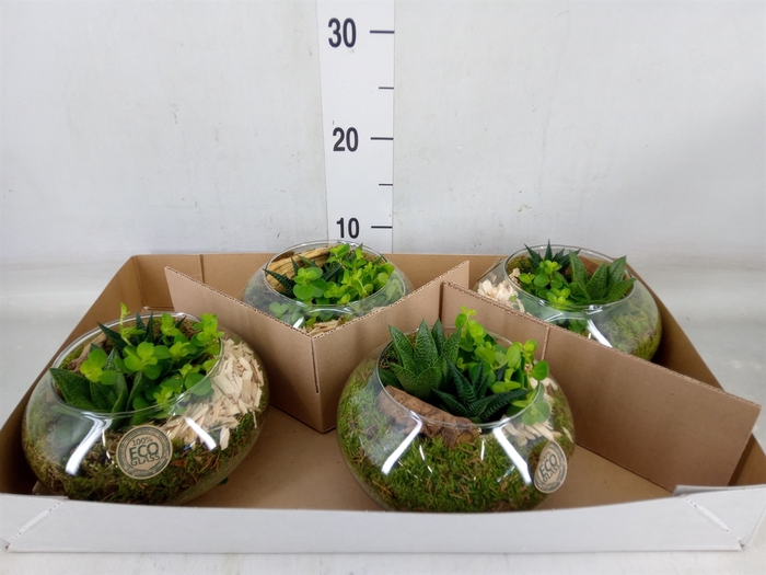 <h4>Arr.   Kamerplant Groen L%</h4>