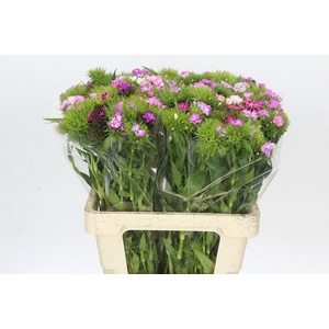 Dianthus Br Rainbow Mix