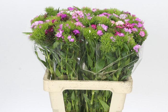 <h4>Dianthus Br Rainbow Mix</h4>