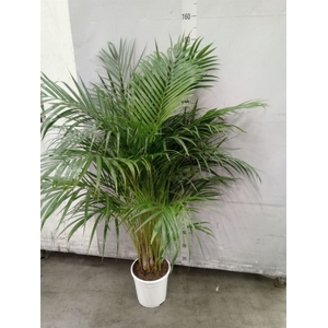 Dypsis lutescens   ...Chrysalidoca