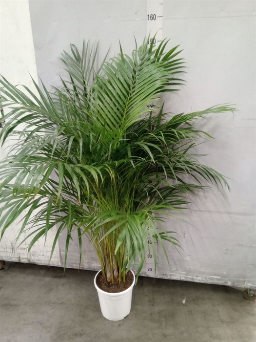 <h4>Dypsis lutescens   ...Chrysalidoca</h4>