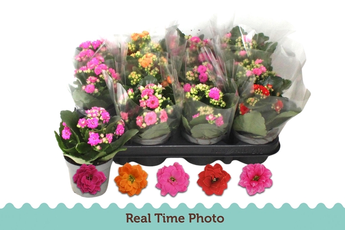 <h4>Kal Ge Gem 5 Kl</h4>