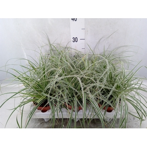 Carex oshimensis 'Everest'