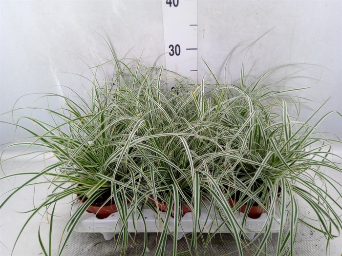 <h4>Carex oshimensis 'Everest'</h4>