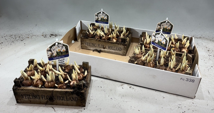 Arr Bol Knol In Houten Kistje