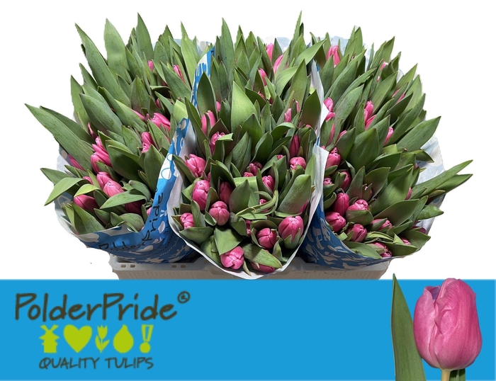 <h4>TU EN JUMBO PINK</h4>