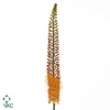 Eremurus Golden Cleo
