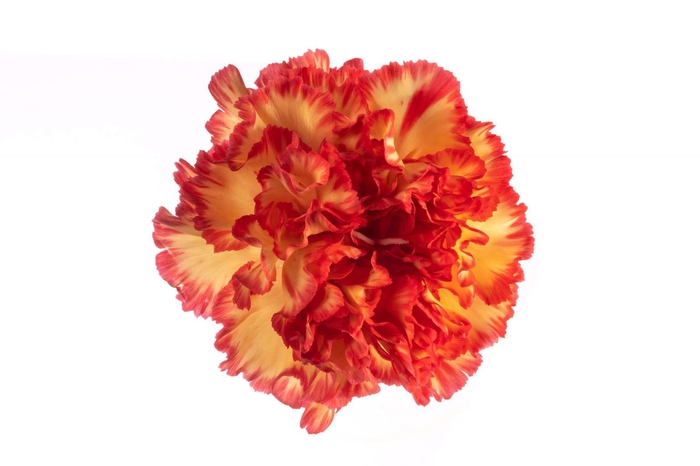 <h4>DI ST ZENIT</h4>