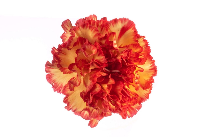 <h4>DI ST ZENIT</h4>