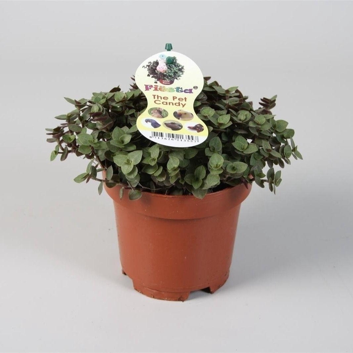 <h4>Calissia repens</h4>