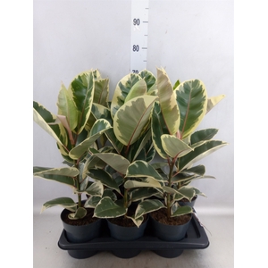 Ficus elastica 'Tineke'