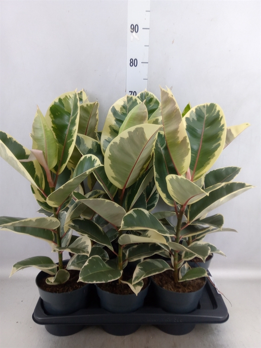 <h4>Ficus elastica 'Tineke'</h4>