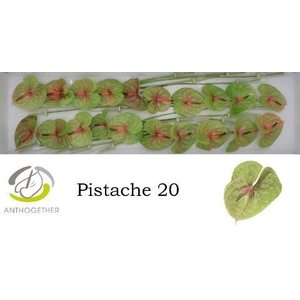 Anthurium Pistache