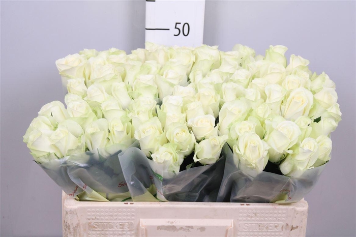 <h4>R Gr Snowstorm+</h4>