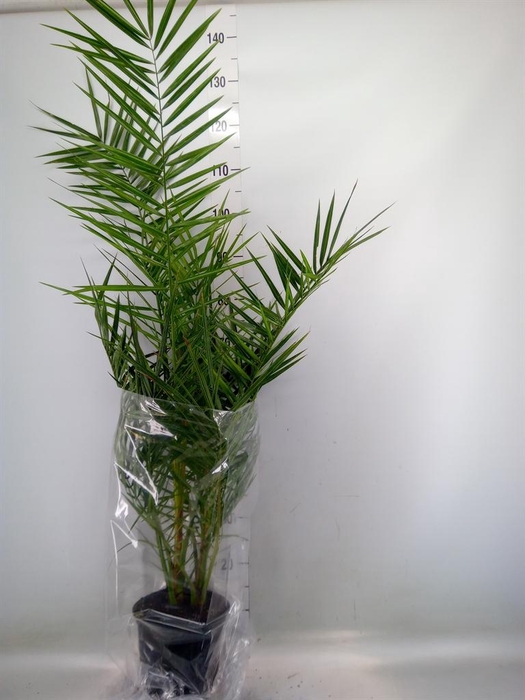 <h4>Phoenix canariensis</h4>