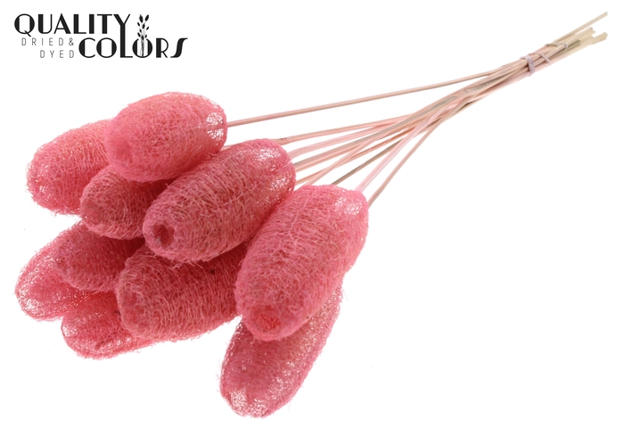 Luffa Mini on stem Light Pink