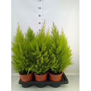 Cupressus macro. 'Goldcrest Wilma'