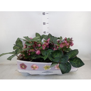 Helleborus  'Fkiss Elemental'