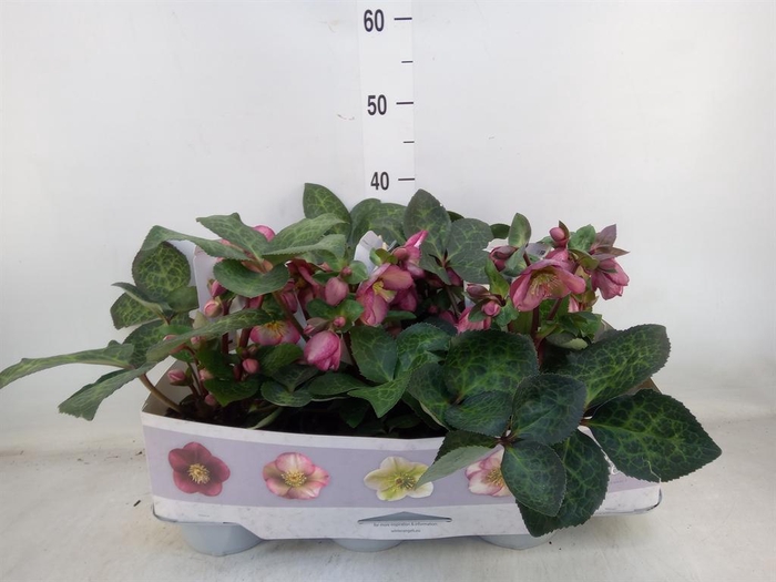 <h4>Helleborus  'Fkiss Elemental'</h4>