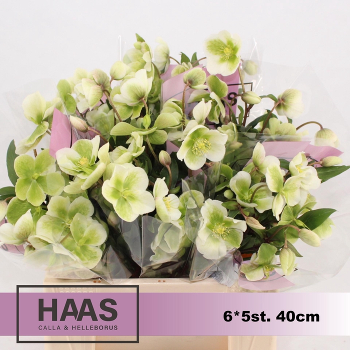 <h4>HELLEB MAGNIF BELLS 6 X 5st.</h4>