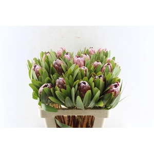 Protea Pink Ice