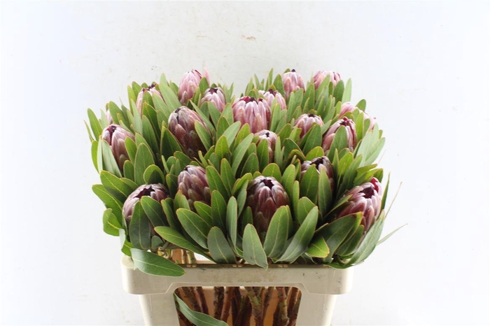 <h4>Protea Pink Ice</h4>