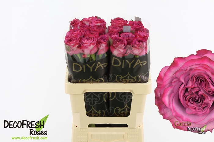 <h4>R Gr Garcia</h4>