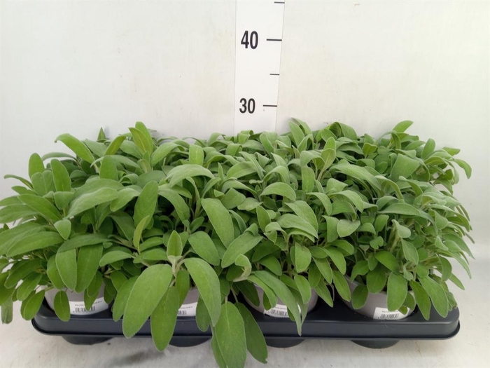 <h4>Salvia officinalis</h4>