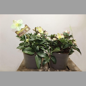 Hell Nc Hgc Cin Snow