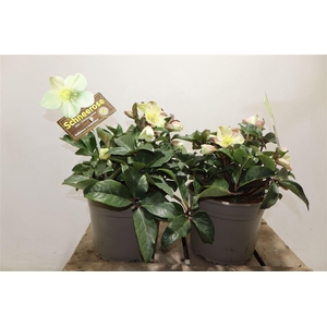 Hell Nc Hgc Cin Snow