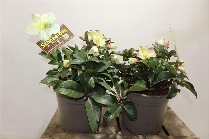 <h4>arr8 Hell Nc Hgc Cin Snow</h4>