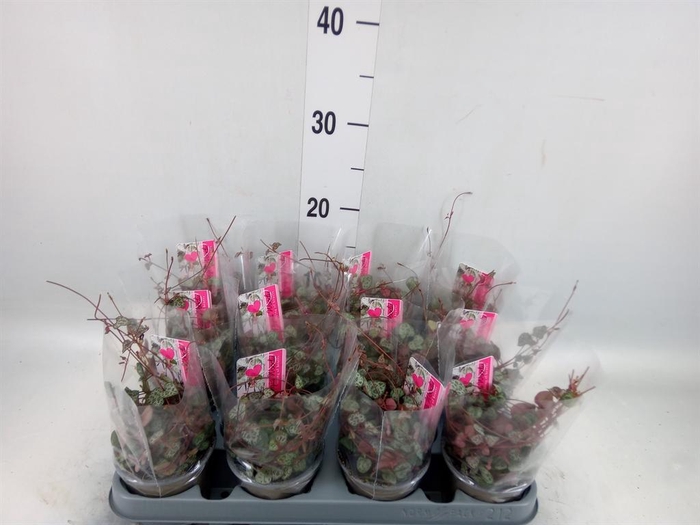 <h4>Ceropegia woodii 'Silver Glory'</h4>