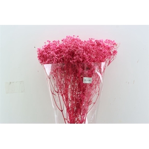 Pres Gyps Bq Bleached Cerise Slv 240gr