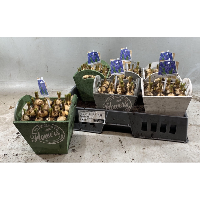 <h4>ARR MUSCARI</h4>